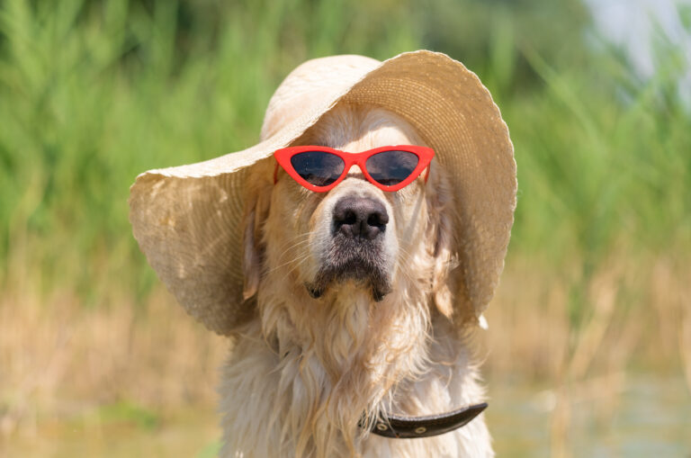 Summer Pet Safety Tips: Keep Your Furry Friends Cool & Happy